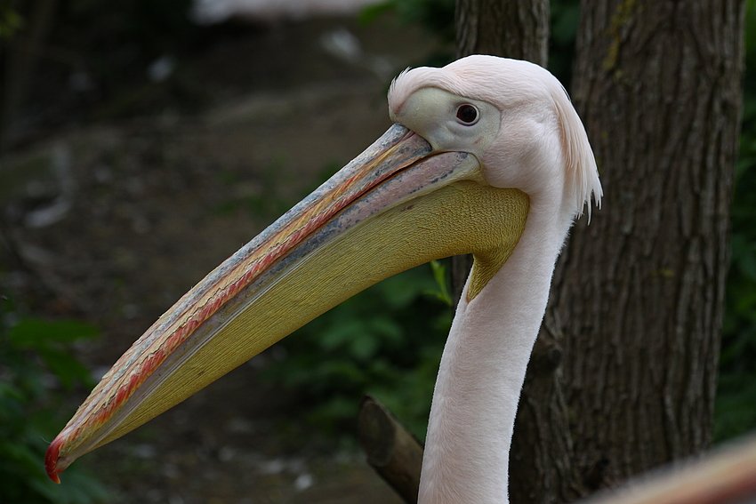 Fotogener Blick