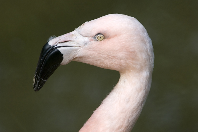 Fotogener Flamingo