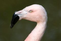 Fotogener Flamingo