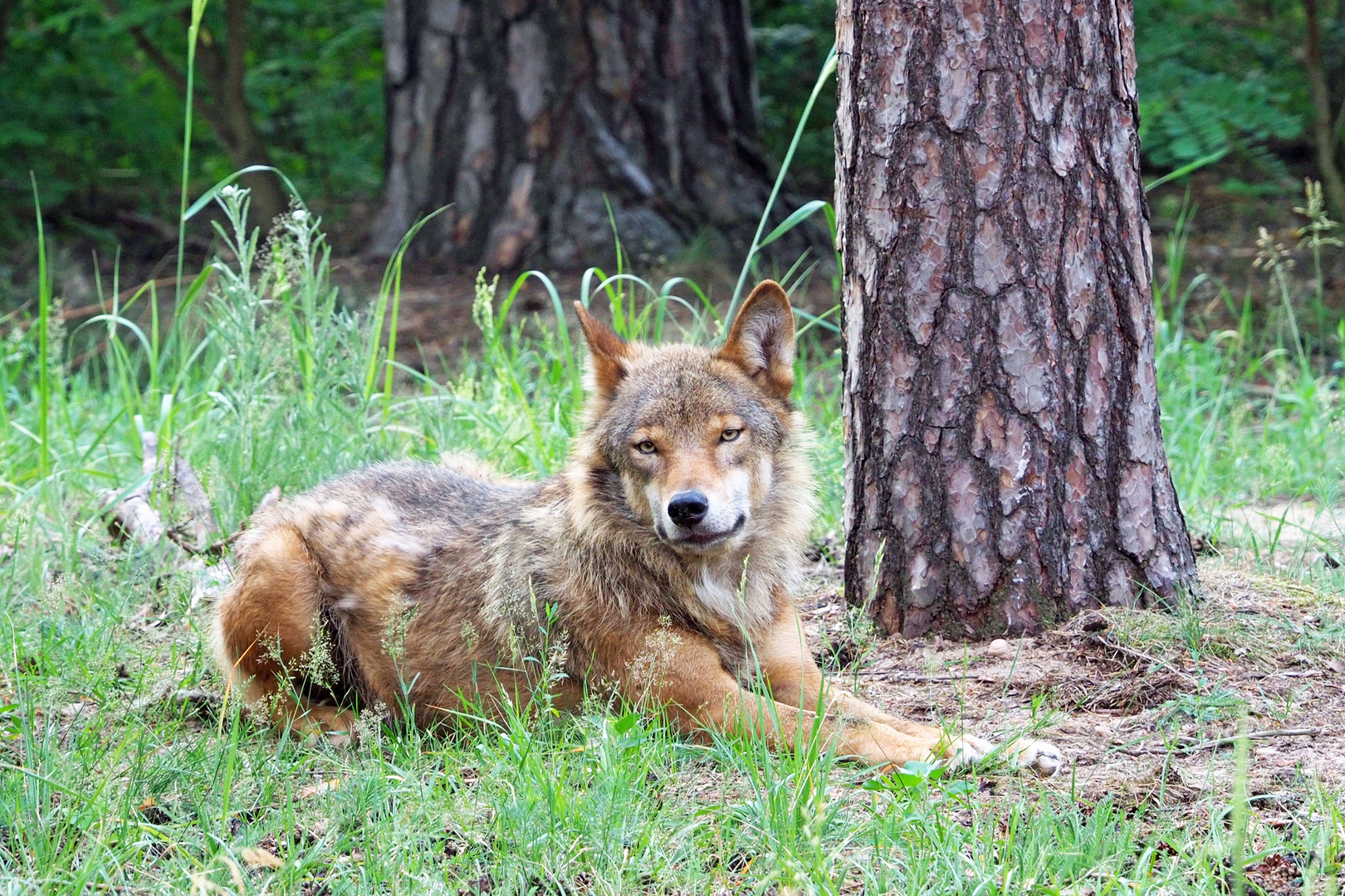 Fotogener Grauwolf