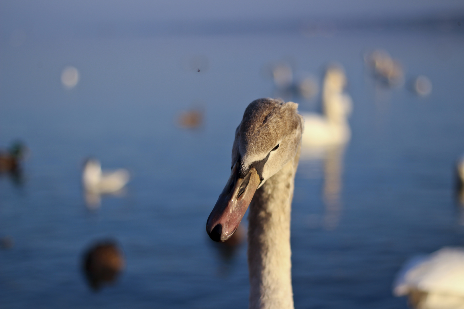 Fotogener juveliner Schwan