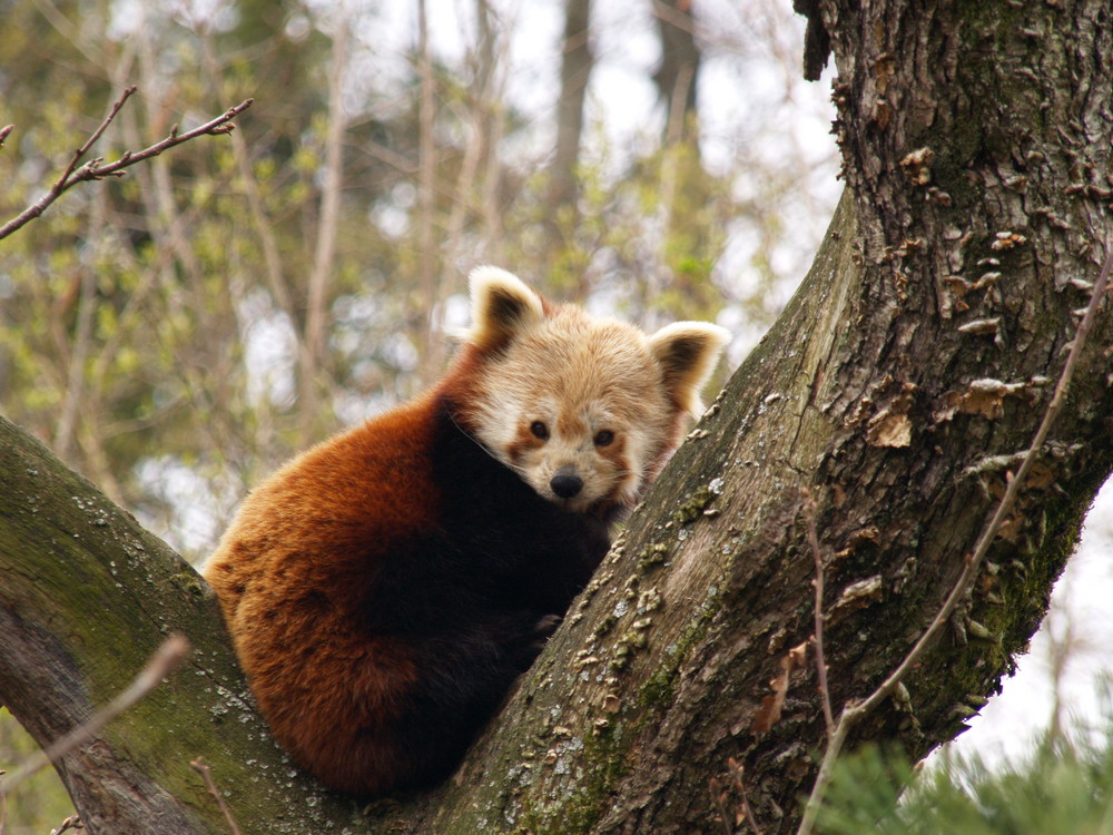 Fotogener Panda