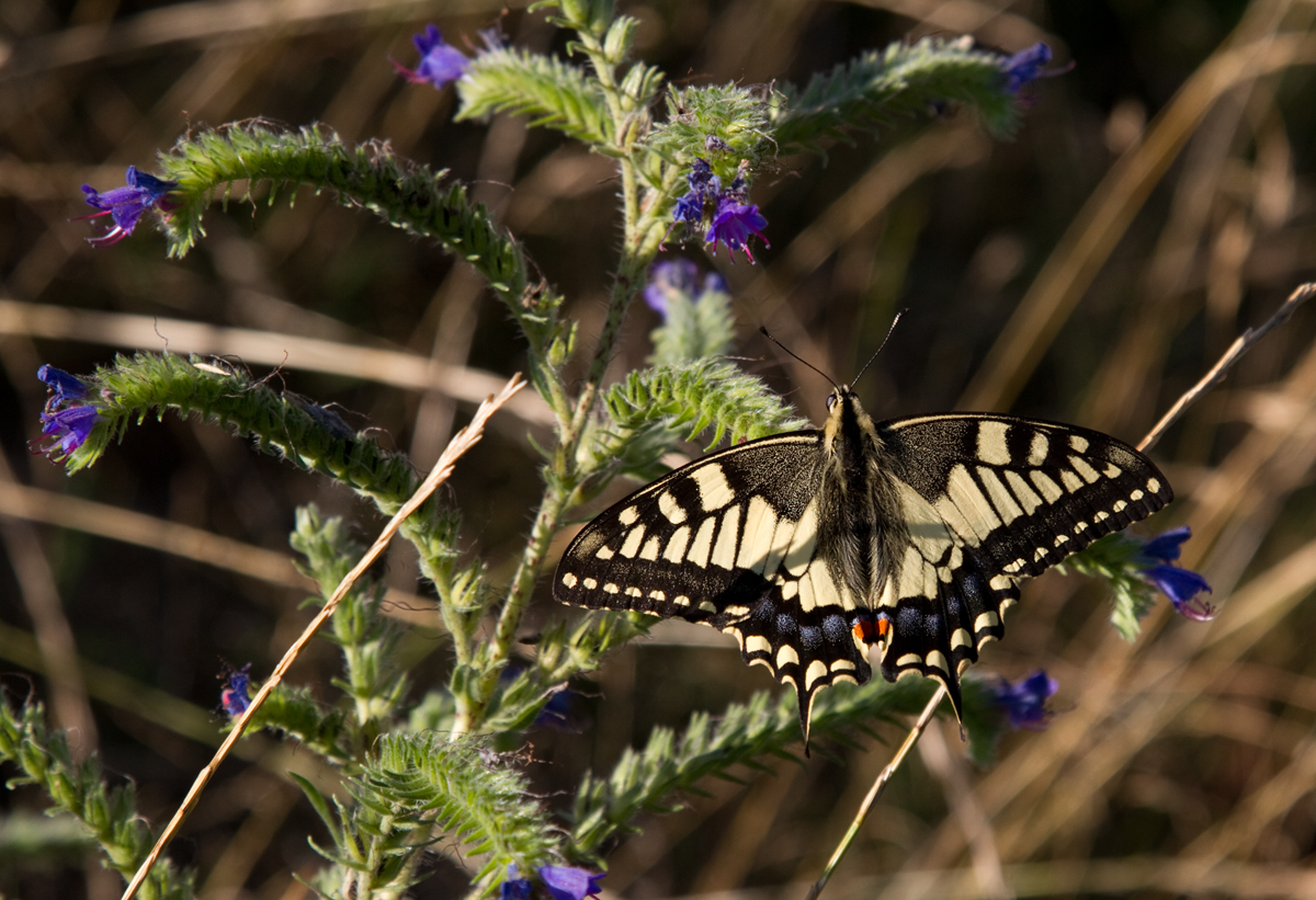 fotogener Schmetterling