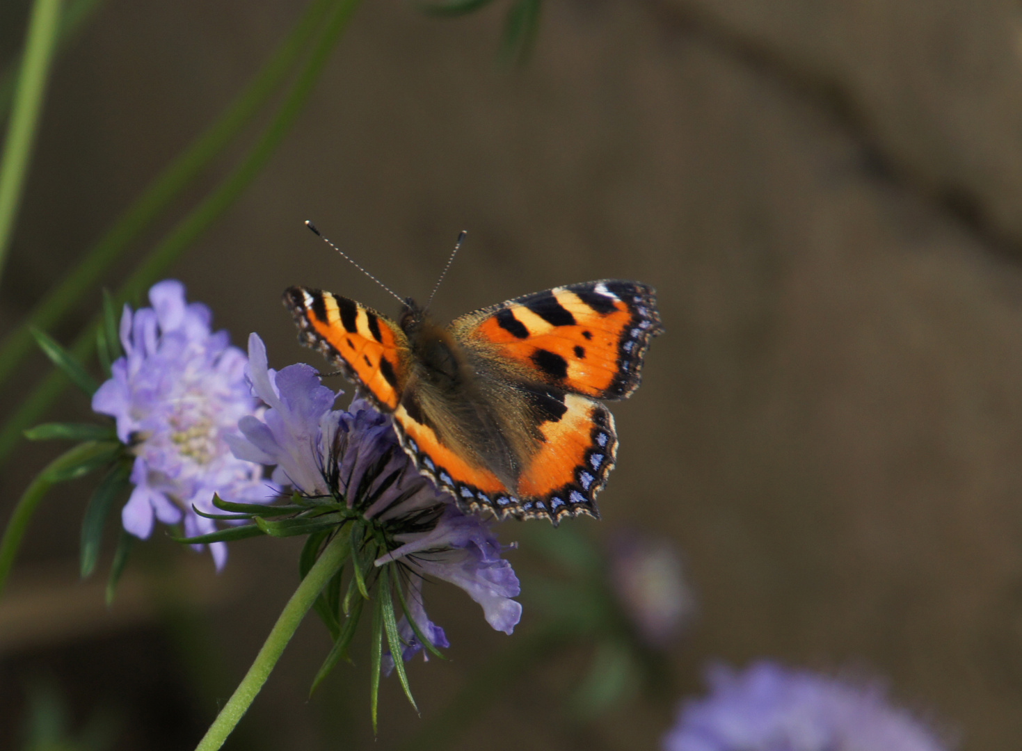 Fotogener Scmetterling