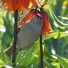 Fotogener Spatz im Kaiserkronenbeet