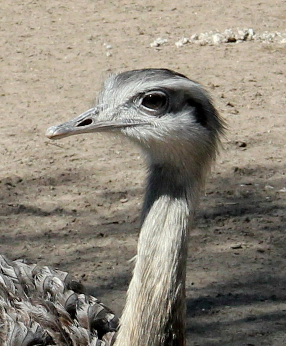 Fotogener Strauß