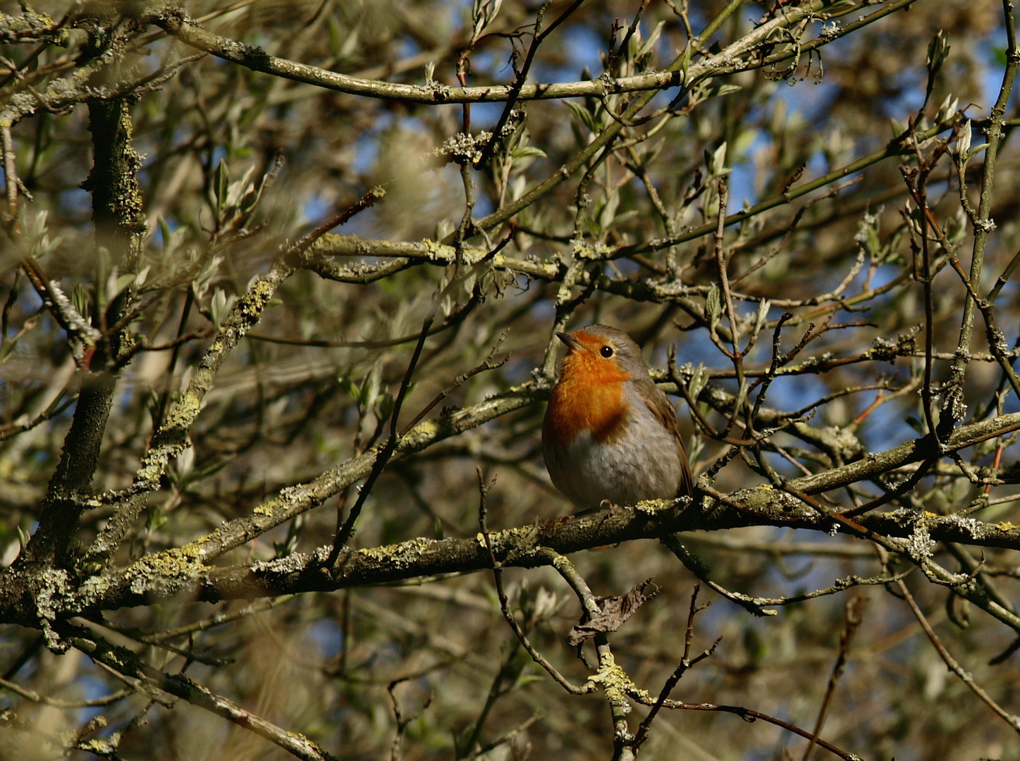 Fotogener Vogel