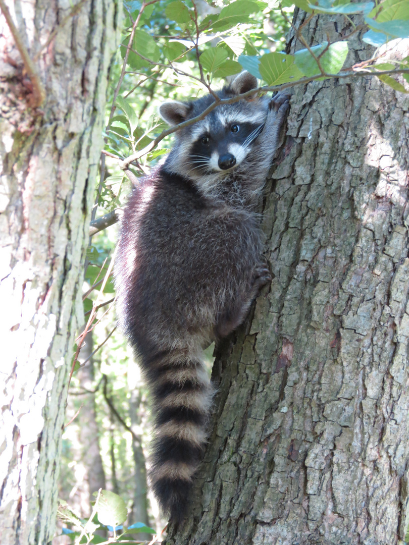  fotogener Waschbär