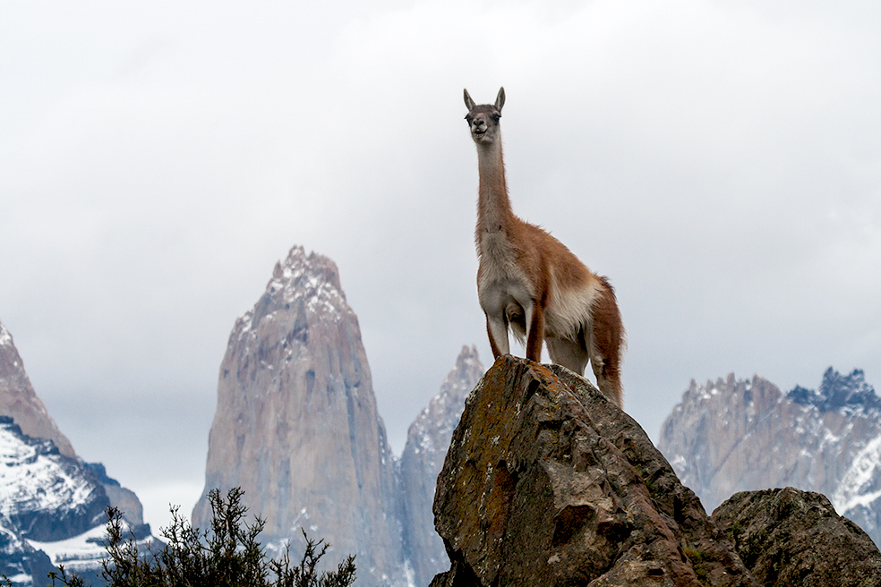 fotogenes Guanako