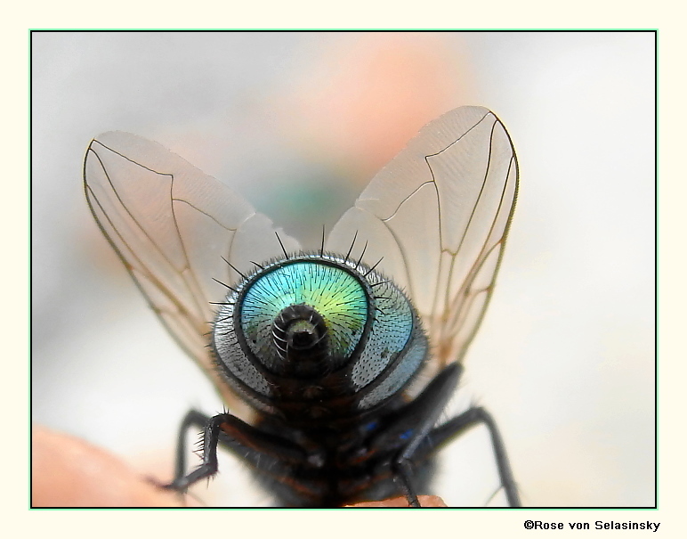 Fotogenes Hinterteil einer Schmeißfliege