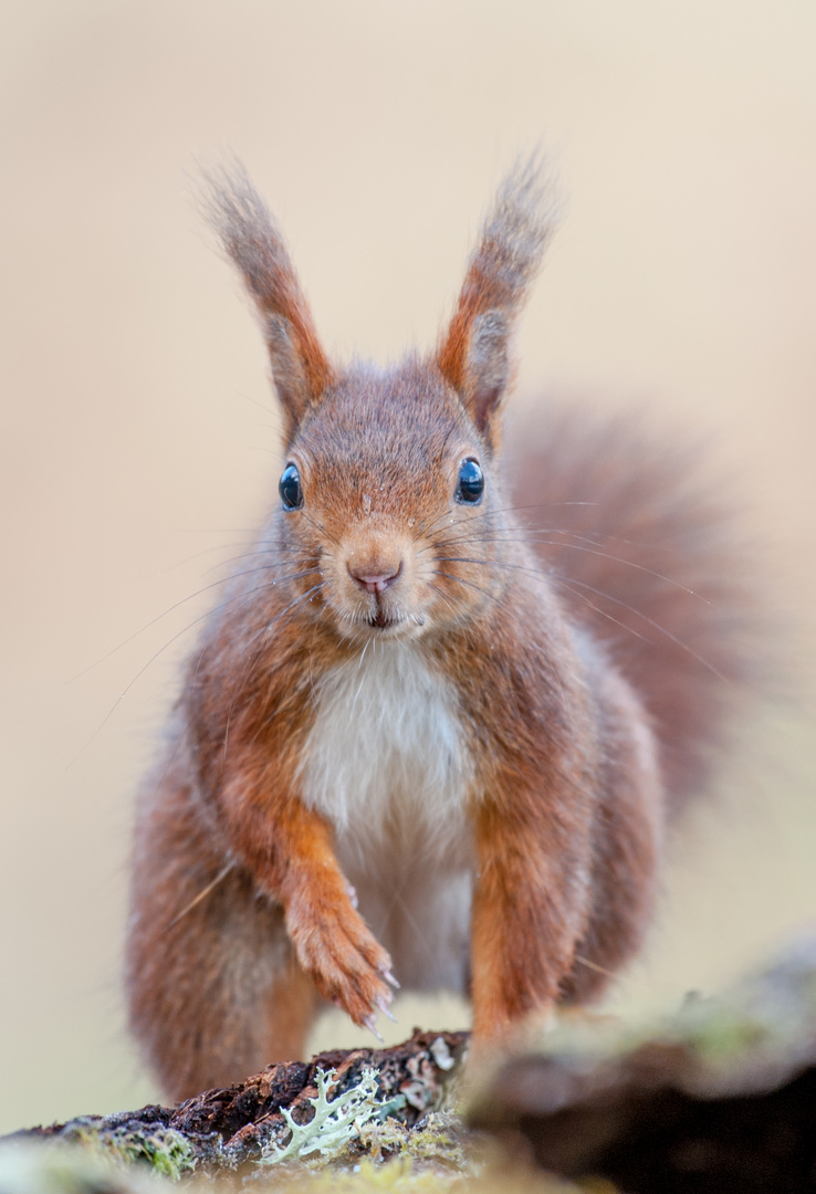 Fotogenes Puschelhörnchen