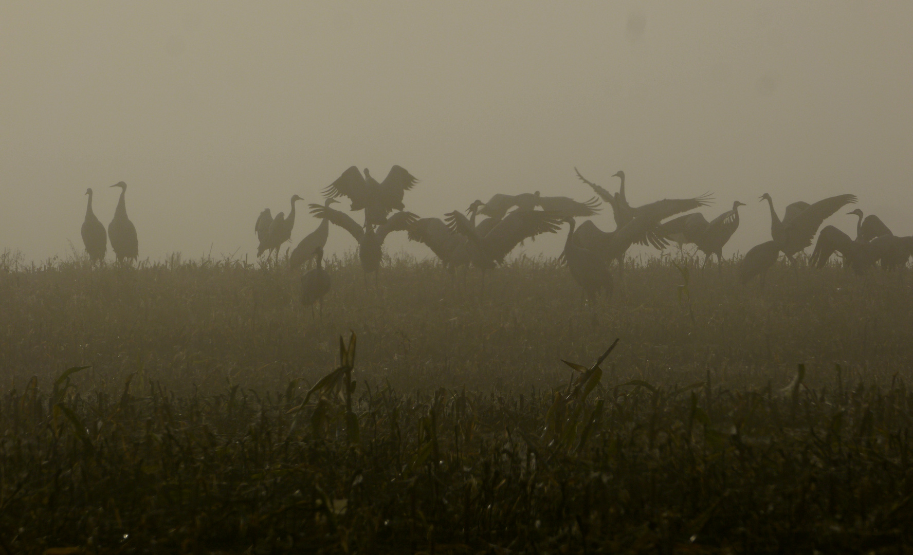 Fotoglück: Kraniche im Nebel