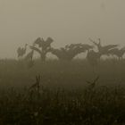 Fotoglück: Kraniche im Nebel