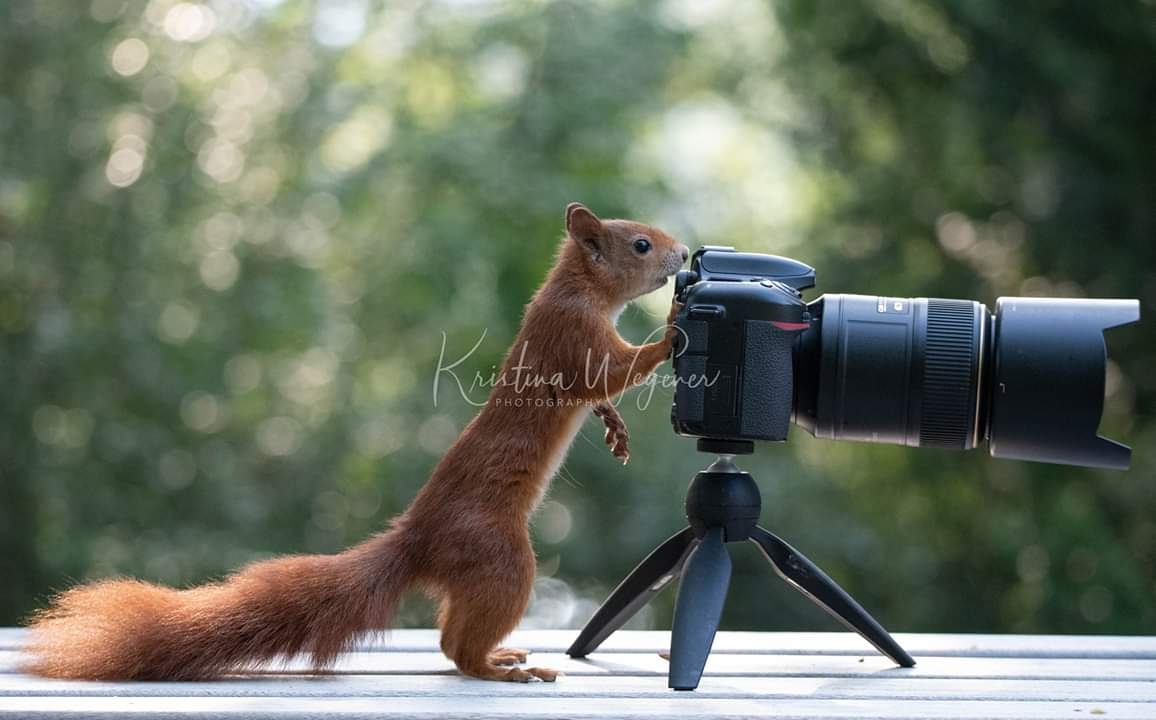 Fotograf bei der Arbeit