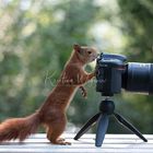 Fotograf bei der Arbeit