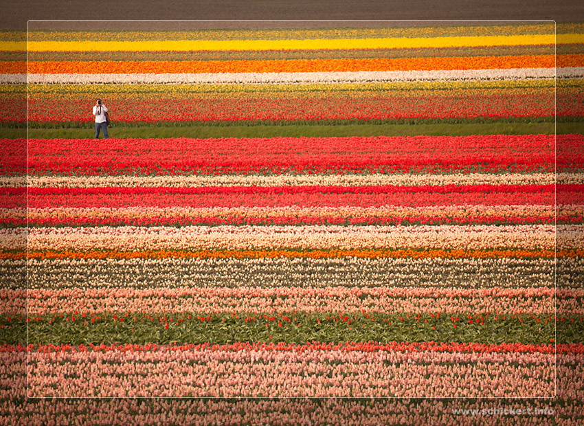 Fotograf im Keukenhof - Holland