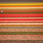 Fotograf im Keukenhof - Holland