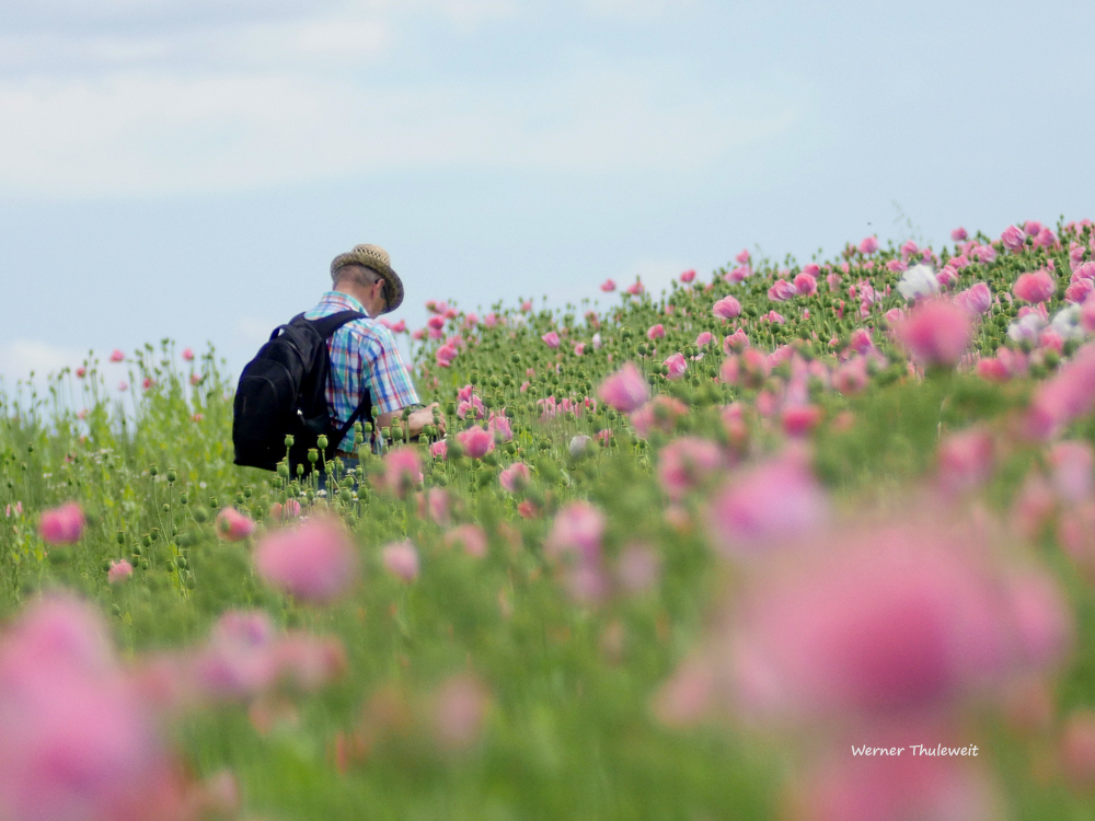 Fotograf im Mohnfeld