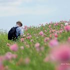 Fotograf im Mohnfeld