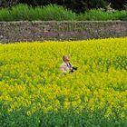 Fotograf im Rapsfeld