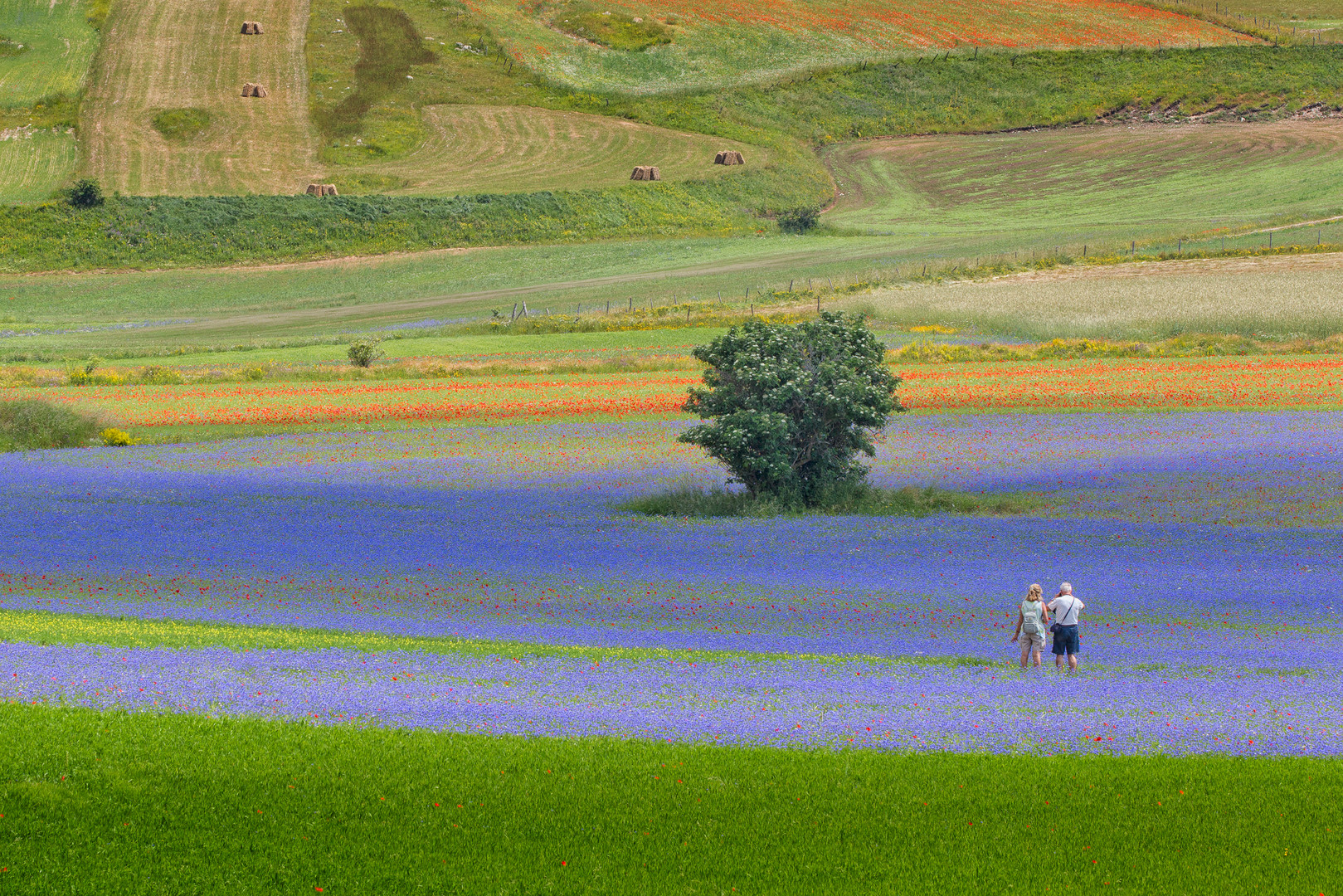 Fotografare la primavera!