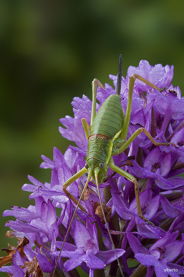 fotografare,è un nostro modo di vedere (la macro )