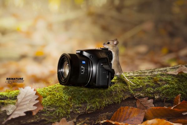 Fotografen-Maus 
