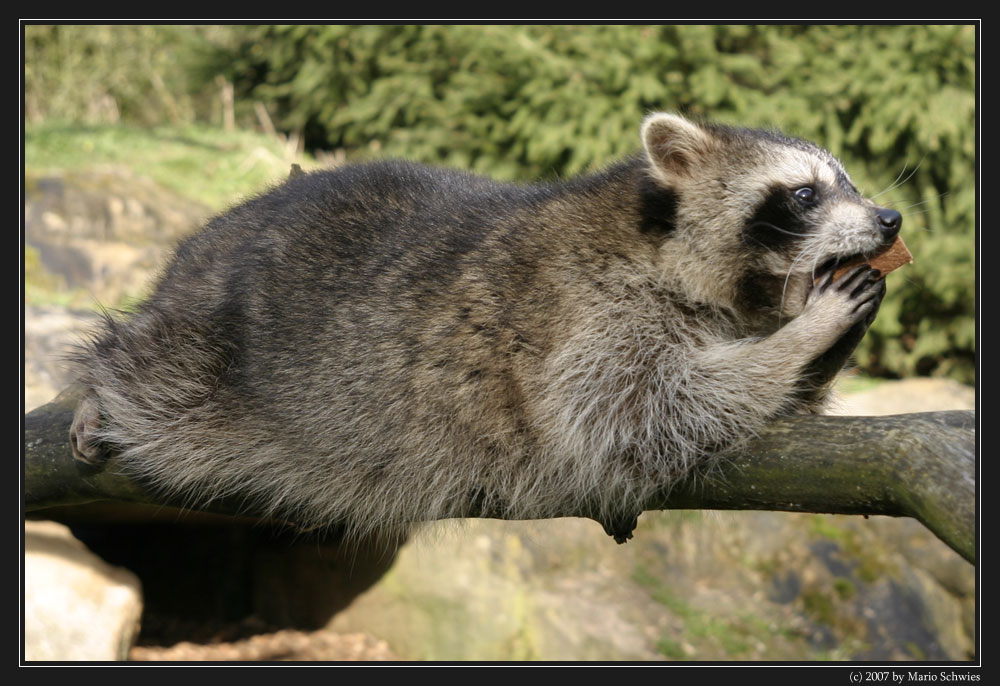 Fotografen sind lieb - Oft gibt es ein Leckerlie