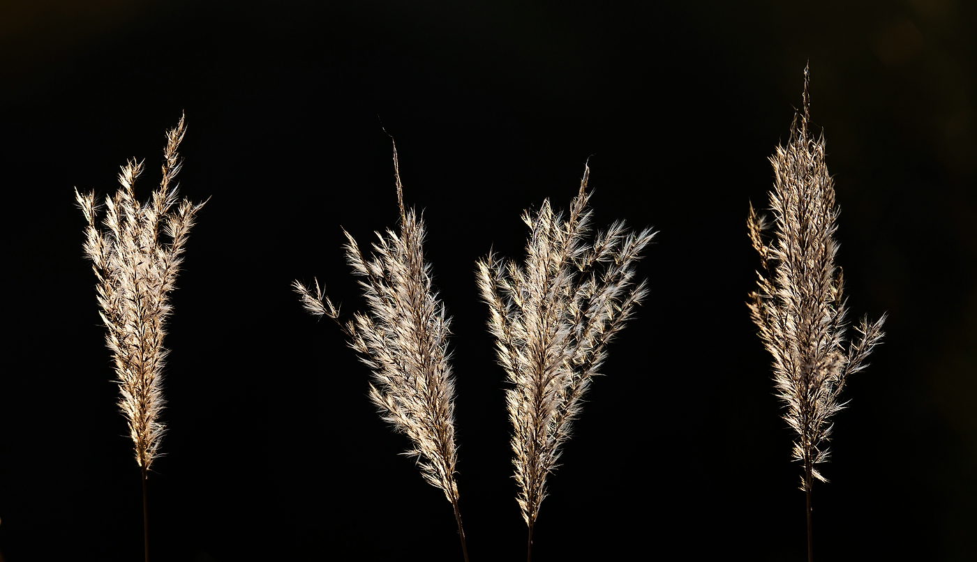 Fotografen suchen das Licht