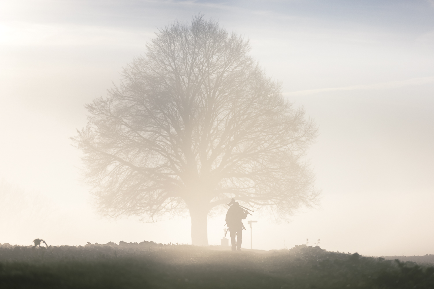 Fotografenbaum