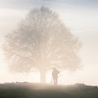 Fotografenbaum