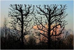 Fotografenfreundlicher Baumschnitt