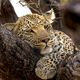 Fotografenglck in Afrika - ein Leopard im Baum!