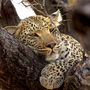 Fotografenglück in Afrika - ein Leopard im Baum! von P. Gerlach 