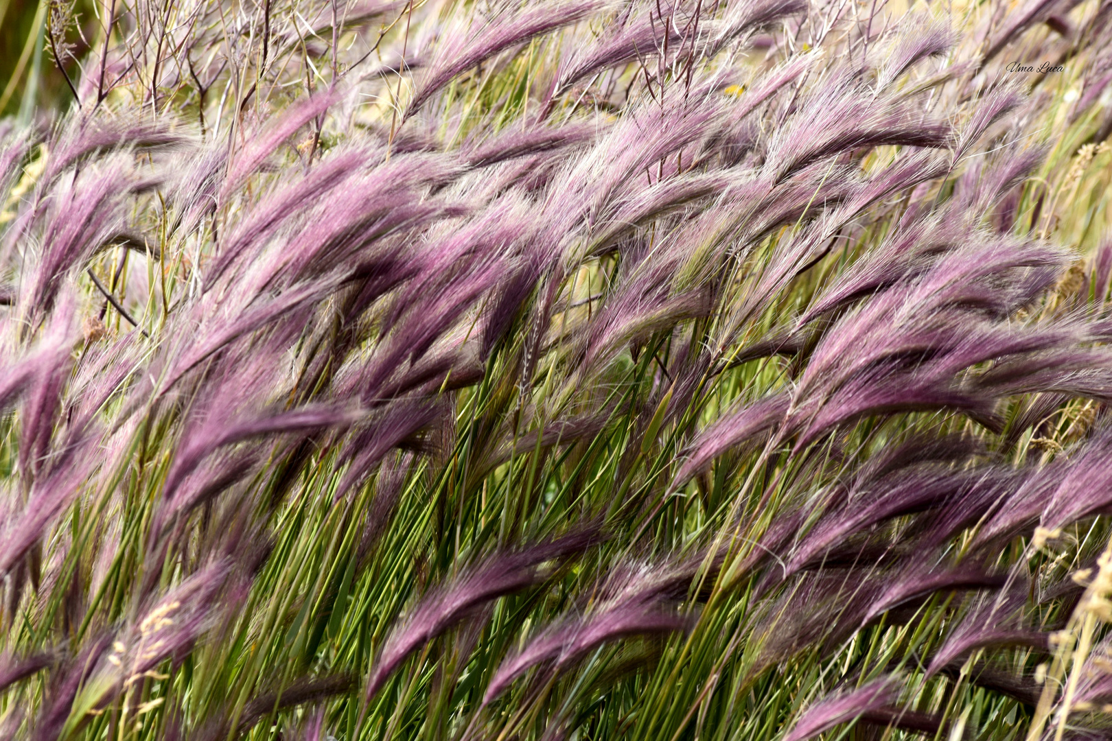 Fotografiando el viento..