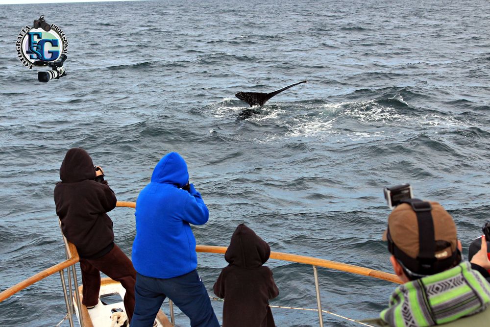 fotografiando una ballena