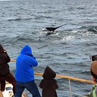 fotografiando una ballena