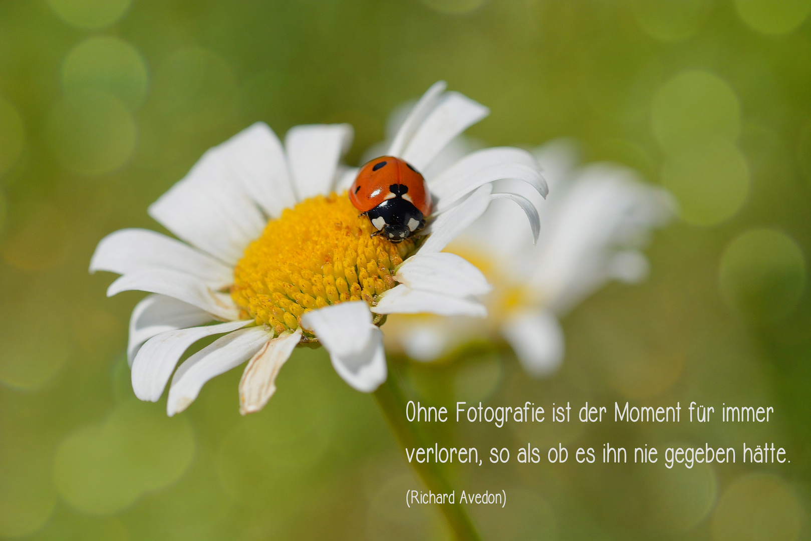 Fotografie 27 Foto & Bild fotografie, spruch, käfer Bilder auf