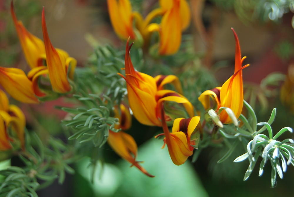 Fotografie ai fiori