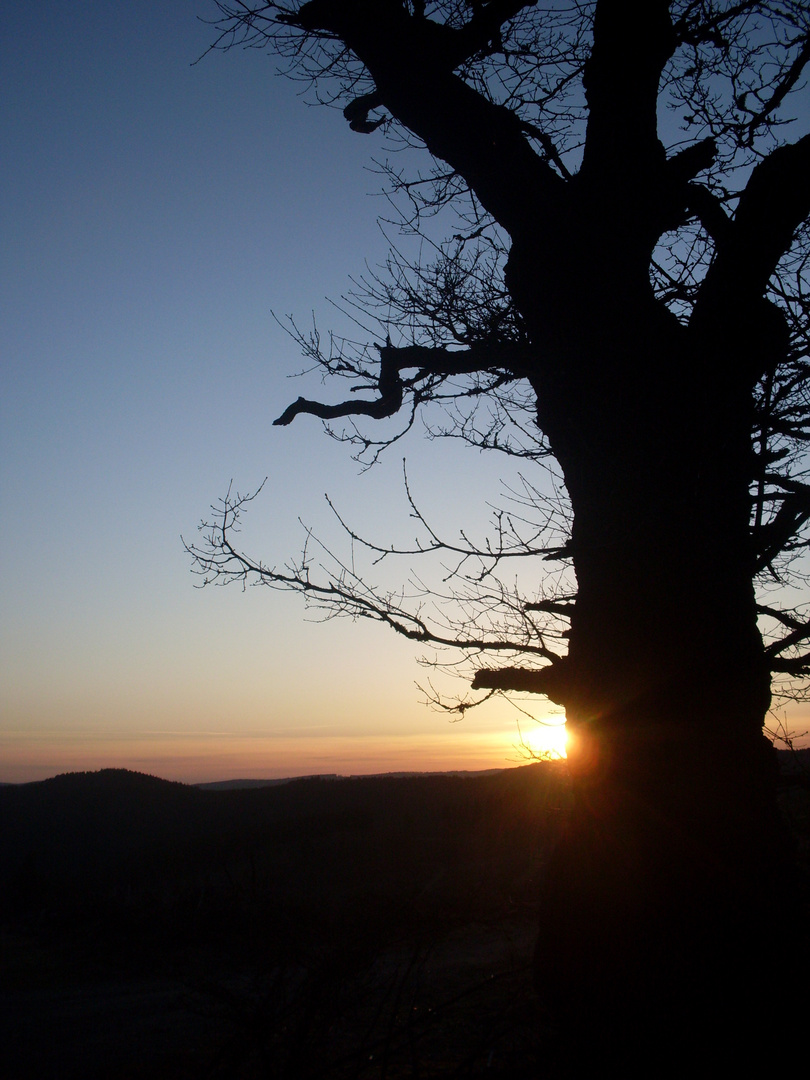 Fotografie: Eiche im Abendrot