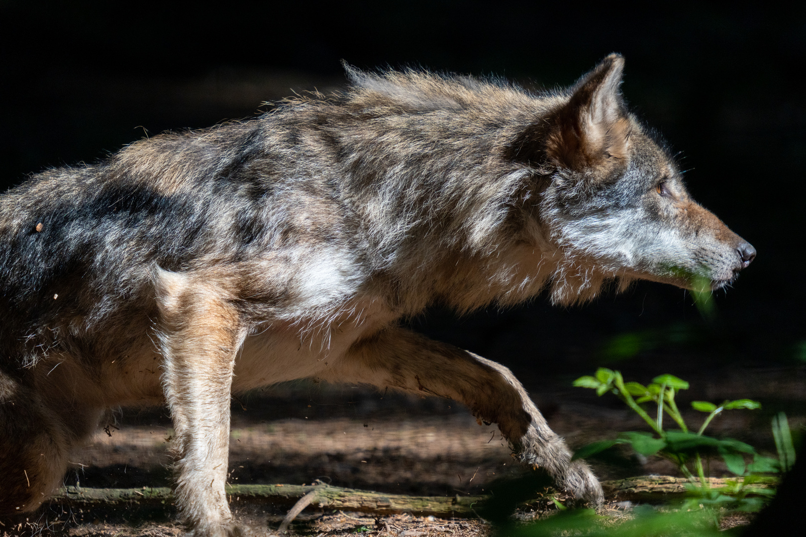 Fotografie im Wildpark mit Youtube Video