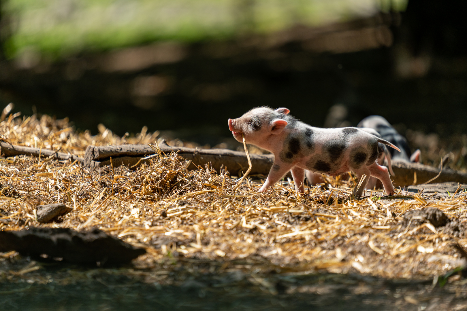 Fotografie im Wildpark mit Youtube Video