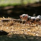 Fotografie im Wildpark mit Youtube Video