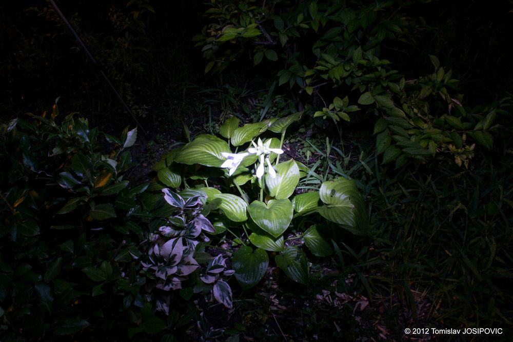 Fotografie - Malen mit Licht