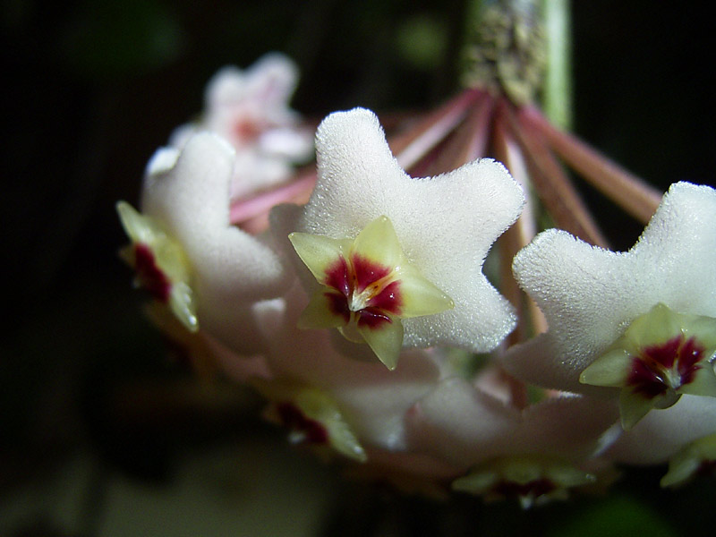 Fotografier mir doch bitte mal die Blüte...