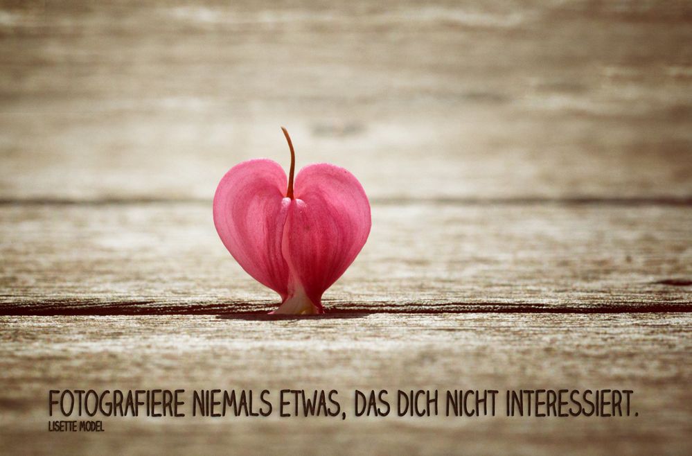 Fotografieren 20 Foto & Bild spruch, fotografieren, tränendes herz