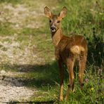 Fotografierst du etwa meinen Spiegel???!!!!