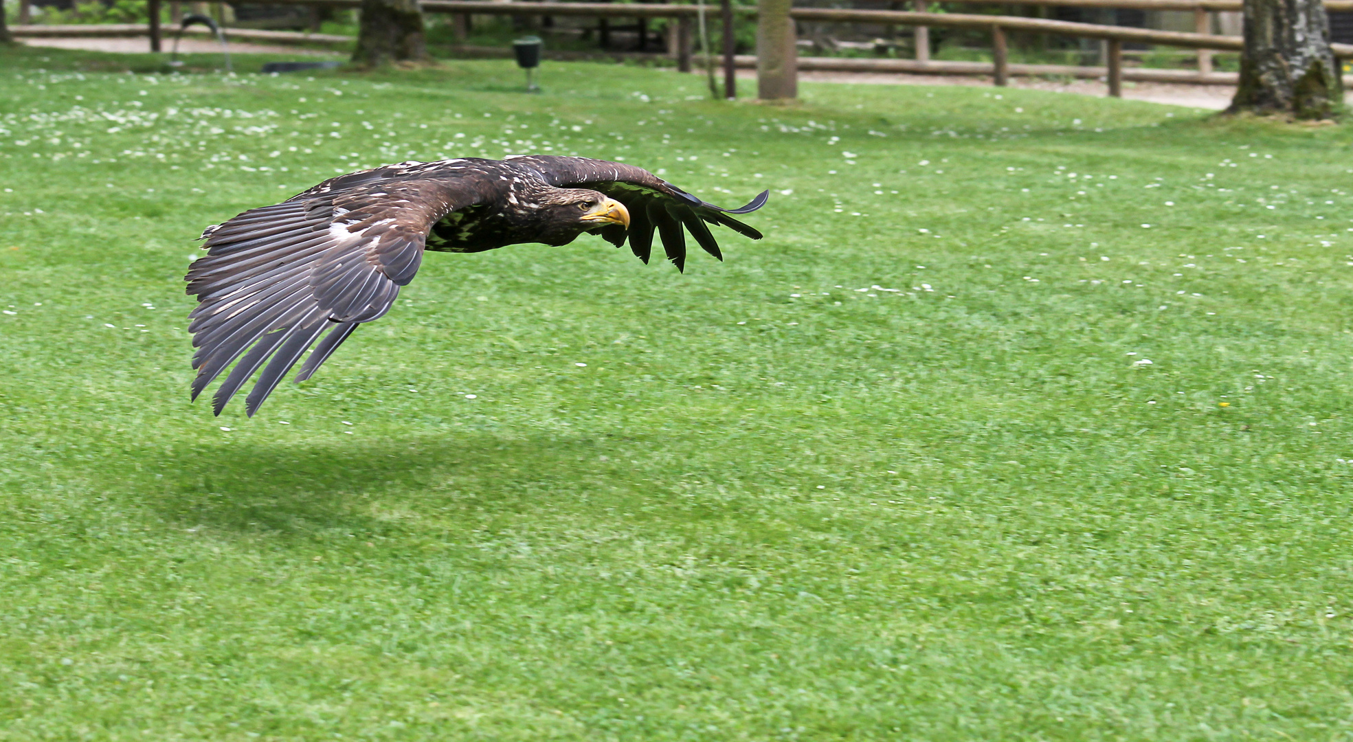 Fotografiert am 16.06.2013 in Hellenthal 2