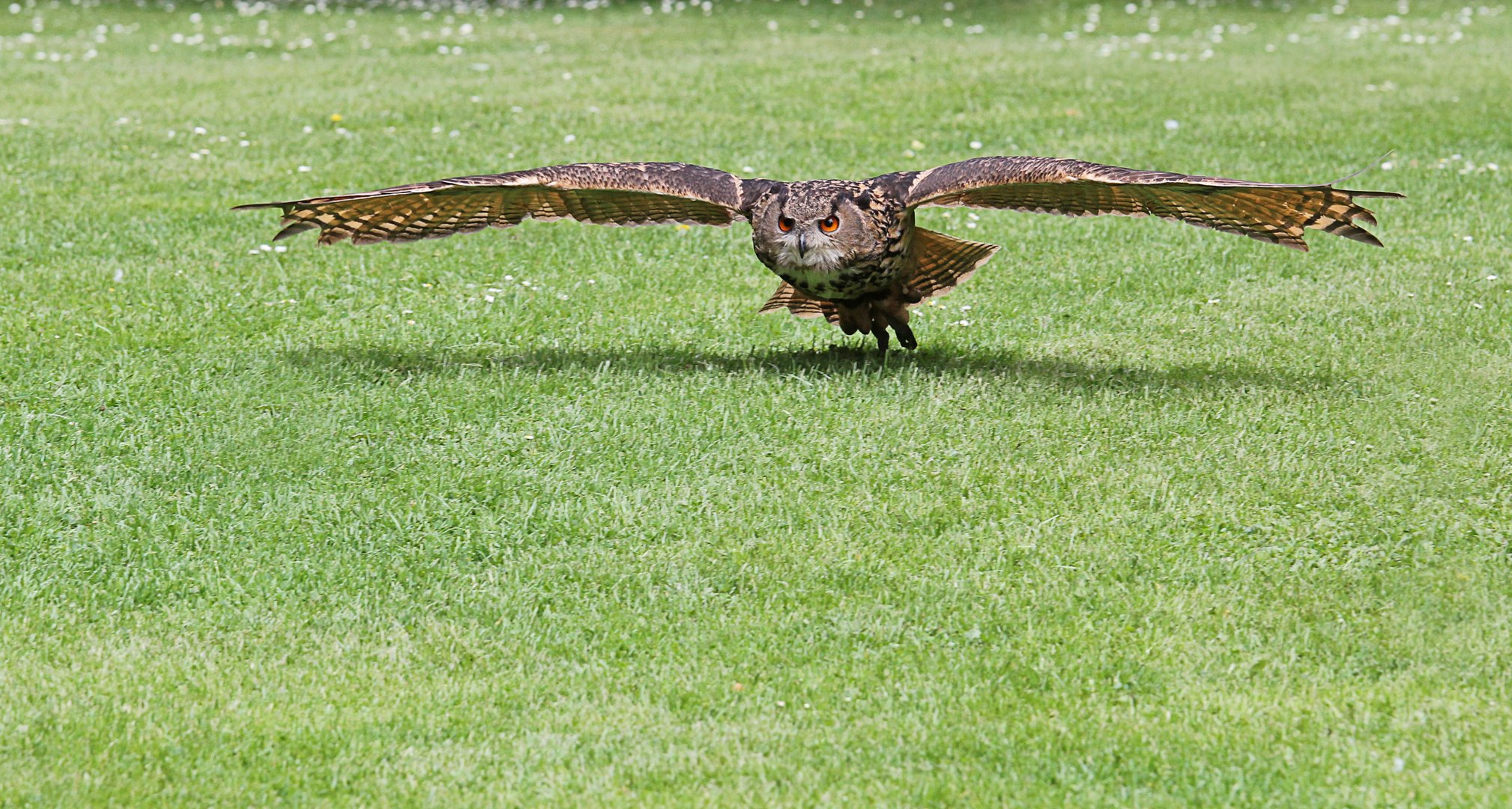 Fotografiert am 16.06.2013 in Hellenthal