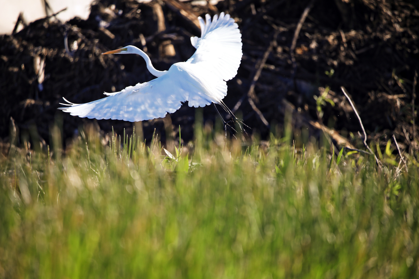 fotografiert auf die Everglades